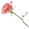 一支玫瑰花