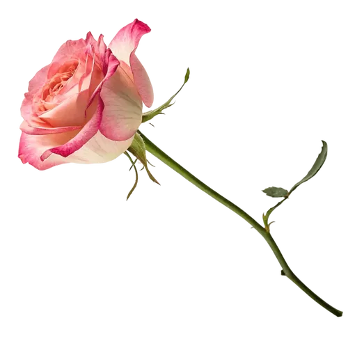一支玫瑰花