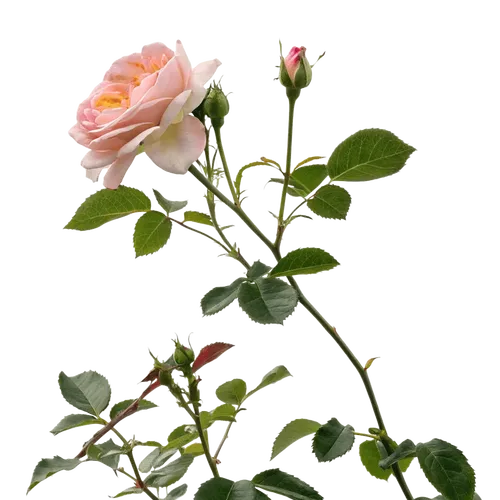 一支玫瑰花