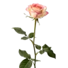 一支玫瑰花