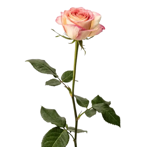 一支玫瑰花