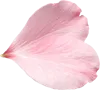 一瓣樱花