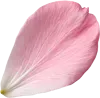 一瓣樱花