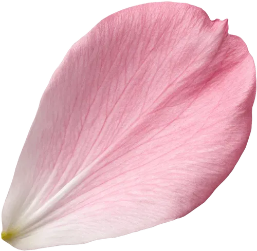 一瓣樱花