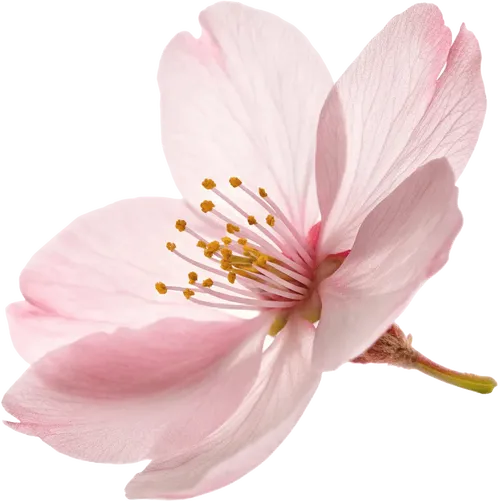 一朵樱花