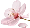 一朵樱花