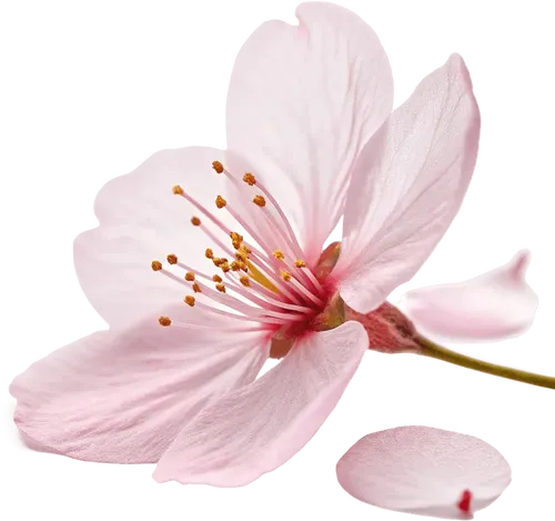 一朵樱花
