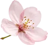 一朵樱花