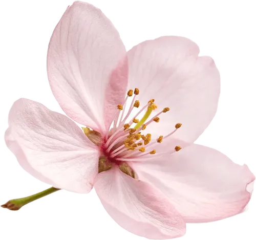 一朵樱花