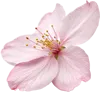 一朵樱花
