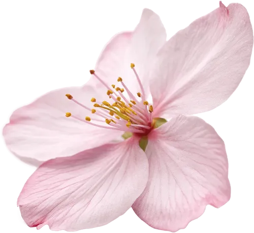 一朵樱花