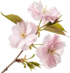一束樱花