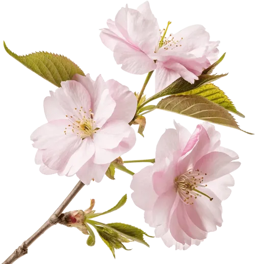 一束樱花