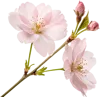 一束樱花