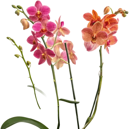 一束万带兰