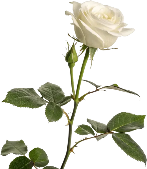 一束白玫瑰花