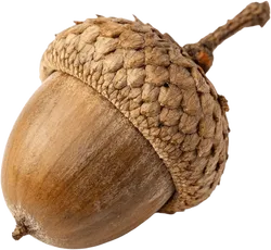 橡果
