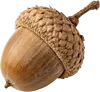 1个橡果