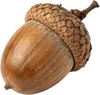 1个橡果