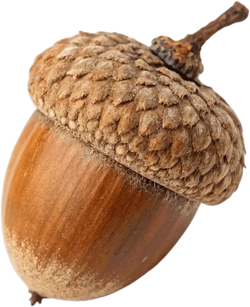 1个橡果
