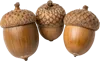 3个橡果