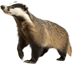 獾