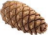 1个松子