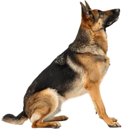 德国牧羊犬