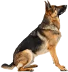 蹲在地上的德国牧羊犬