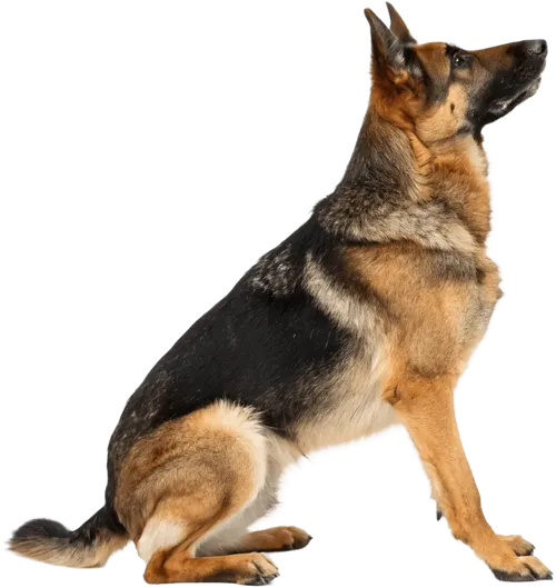 蹲在地上的德国牧羊犬