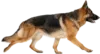 快速行走的德国牧羊犬