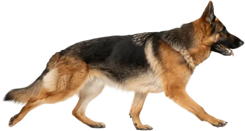 快速行走的德国牧羊犬