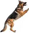 向上攀爬的德国牧羊犬