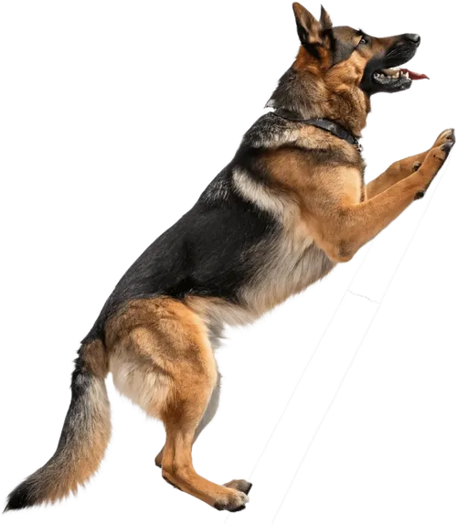 向上攀爬的德国牧羊犬