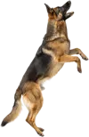 向上跳跃的德国牧羊犬