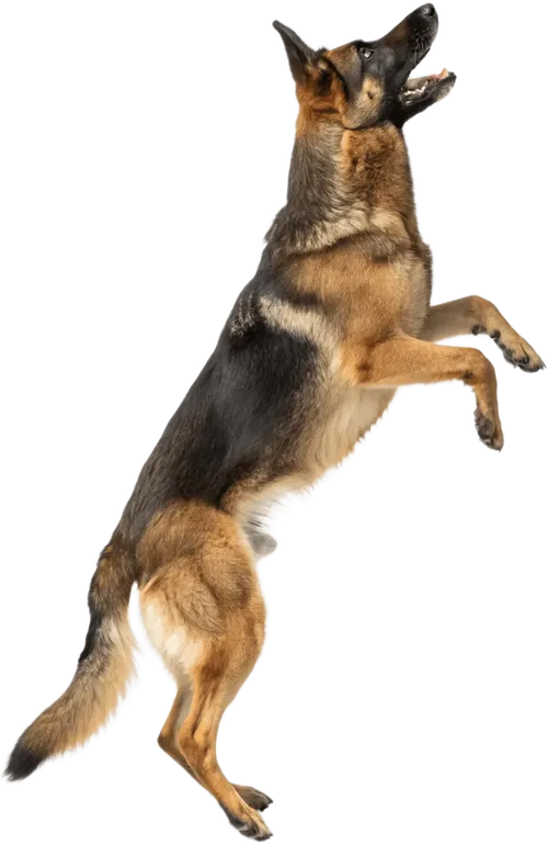向上跳跃的德国牧羊犬