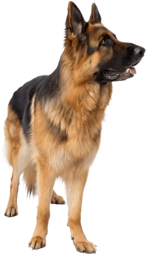 站着不动的德国牧羊犬