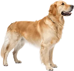 金毛犬
