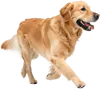 快速行走的金毛犬
