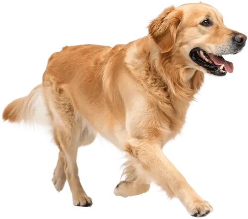快速行走的金毛犬