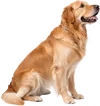 半蹲着的金毛犬