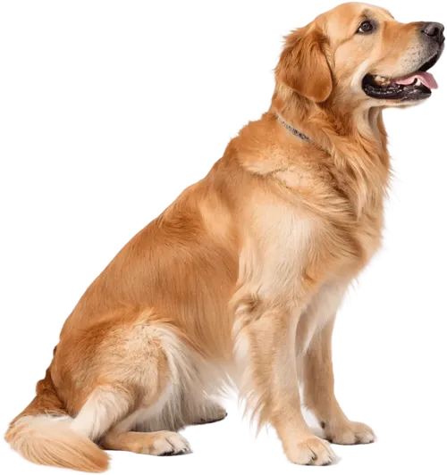 半蹲着的金毛犬