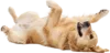 躺在地上金毛犬
