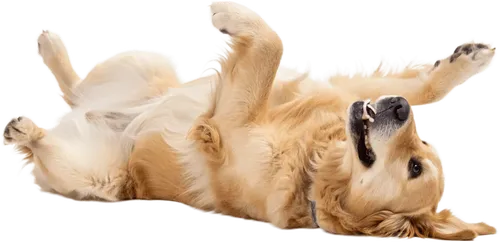 躺在地上金毛犬