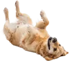 躺在地上金毛犬