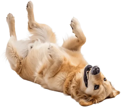 躺在地上金毛犬