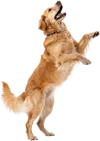 向上跳跃的金毛犬