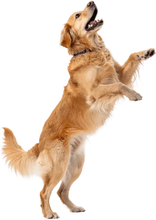 向上跳跃的金毛犬