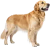 站立着不动的金毛犬
