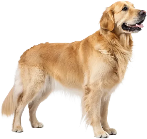 站立着不动的金毛犬